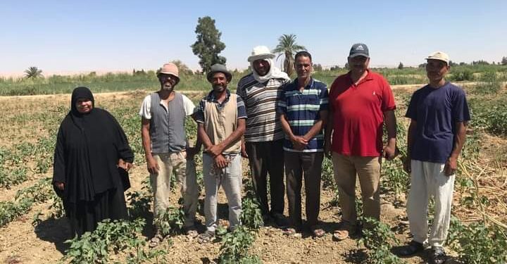 زراعة الوادي الجديد تعقد ندوة إرشادية عن محصول القطن 1 زؤل الوادي الجديد تعقد ندوة إرشادية عن محصول القطن