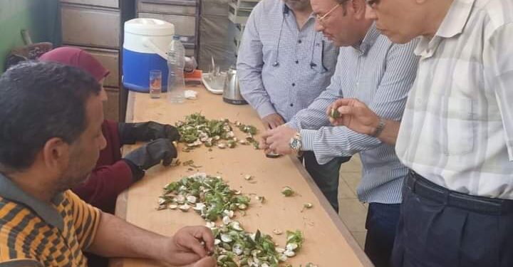 زراعة بني سويف تطلق طفيل الترايكوجراما بقرية "طوه" 1 فحص لوز محصول القطن زراعة بني سويف