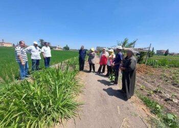 زراعة كفر الشيخ تنظم فرق إرشادية للمحاصيل الصيفية