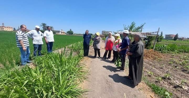 زراعة كفر الشيخ تنظم فرق إرشادية للمحاصيل الصيفية 1 زراعة كفر الشيخ تنظم فرق إرشادية للمحاصيل الصيفية