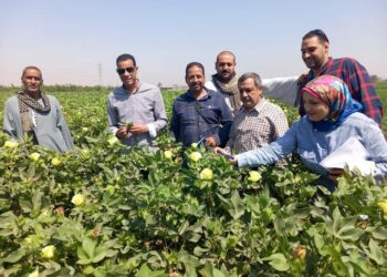 وكيل زراعة أسيوط يتابع الزراعات الصيفية