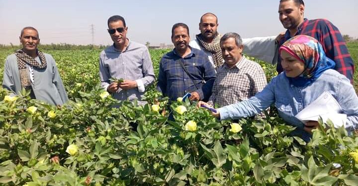 زراعة أسيوط تتابع المحاصيل الصيفية..و تدرب السيدات على أنشطة مشروع"ISMAP" 1 وكيل زراعة أسيوط يتابع الزراعات الصيفية