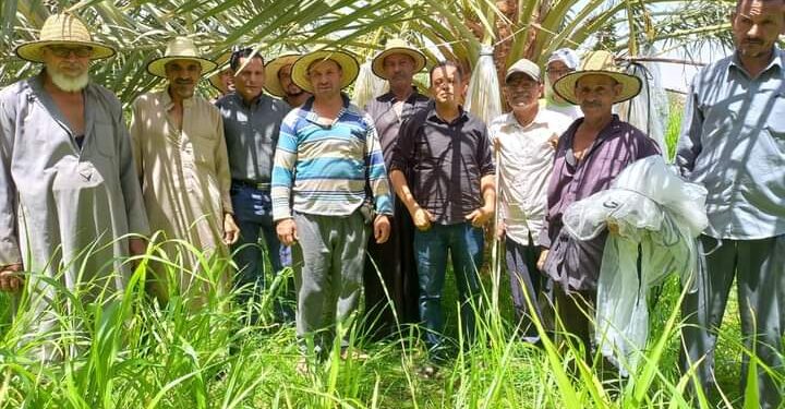 6 توصيات للنخيل للمدرسة الحقلية بزراعة الوادي الجديد 1 مدرسة حقلية لمحصول النخيل بمديرية زراعة الوادي الجديد