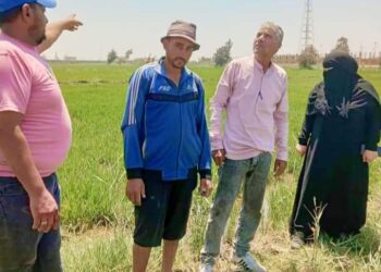 زراعة بورسعيد تكثف متابعتها للزراعات الصيفية