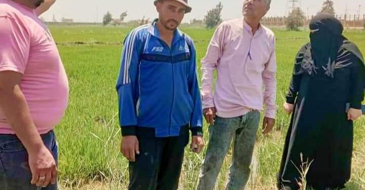 زراعة بورسعيد تشكل لجان إرشادية لمتابعة الزراعات الصيفية 1 زراعة بورسعيد تكثف متابعتها للزراعات الصيفية