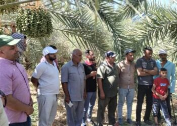 مكافحة سوسة النخيل بمديرية زراعة مطروح