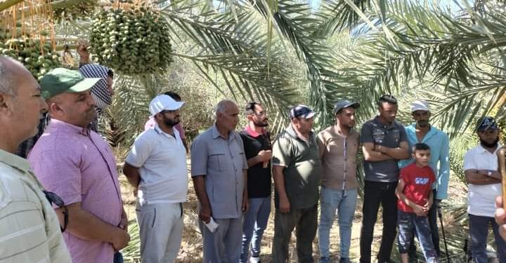 زراعة مطروح تطلق طفيل الترايكوجراما بواحة سيوة لمكافحة آفات التمور 1 مكافحة سوسة النخيل بمديرية زراعة مطروح
