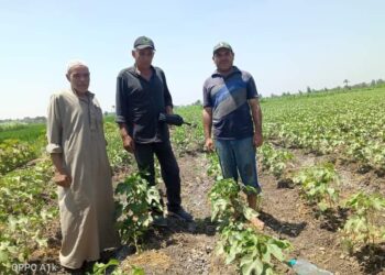 لجنة زراعة الشرقية تتابع الزراعات الصيفية