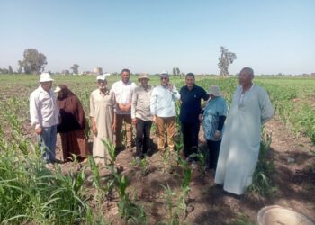الفرق الارشادية تتابع زراعات الأرز والقطن والذرة بقرية الاتحاد بكفر الشيخ