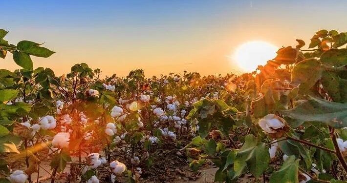 نصائح هامة لمزارعي القطن للتعامل مع الموجة الحارة 1 القطن