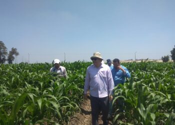 البحوث الزراعية