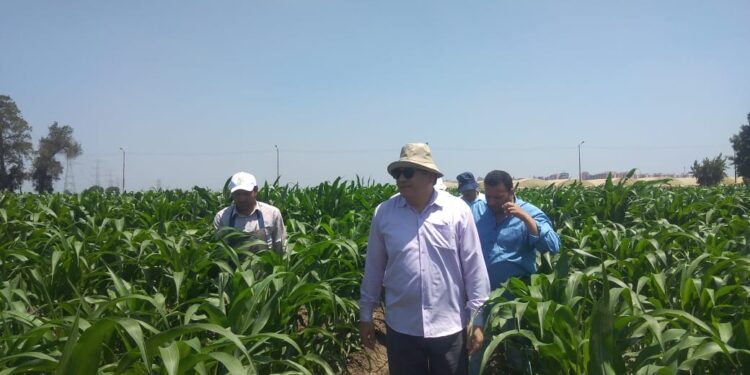 رئيس مركز البحوث الزراعية يتفقد البرامج البحثية بمحطة بحوث سخا 1 البحوث الزراعية