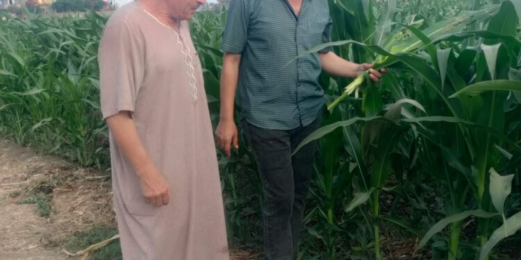 مكافحة الآفات