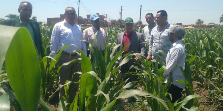 "الزراعة" تتفقد زراعات الذرة بمحافظة الفيوم 1 الزراعة