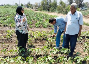 متابعة زراعات القطن بزراعة البحيرة