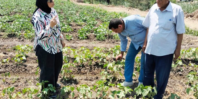 زراعة 33 ألف فدان بمحصول القطن بمديرية زراعة البحيرة..وتكثيف مرور المرشدين 1 متابعة زراعات القطن بزراعة البحيرة