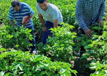 مكافحة الآفات