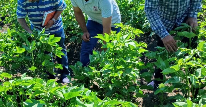 المركزية لمكافحة الآفات تتابع الحفاظ على الحاصلات الزراعية وتكثف حملاتها لحماية نخيل البلح في  سيوة 1 مكافحة الآفات