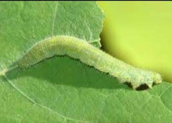 مكافحة دودة القطن بمديرية زراعة المنوفية