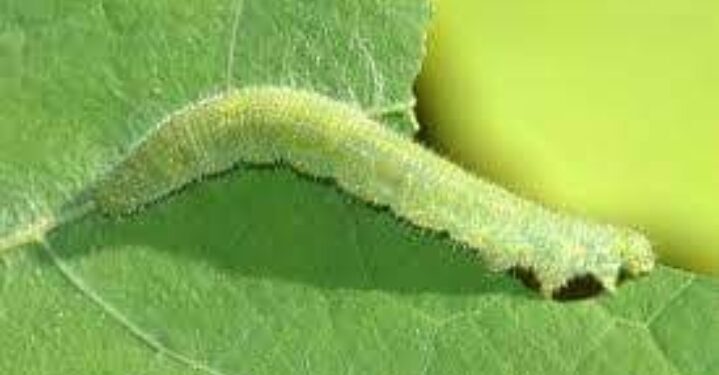 مكافحة دودة القطن بمديرية زراعة المنوفية