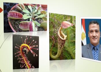 النباتات مفترسة الحشرات