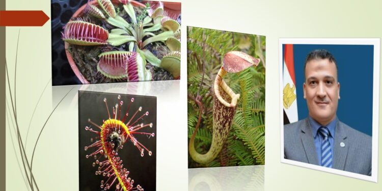 النباتات مفترسة الحشرات.. تعريفها وأنواعها وطرق الاصطياد الشائعة 1 النباتات مفترسة الحشرات