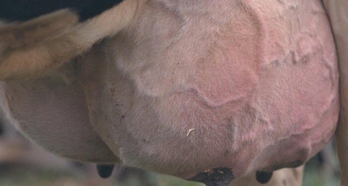 التهاب الضرع.. أسباب الإصابة وعلاقتها بمعدلات الإنتاجية وطرق انتقال العدوى 1 التهاب الضرع