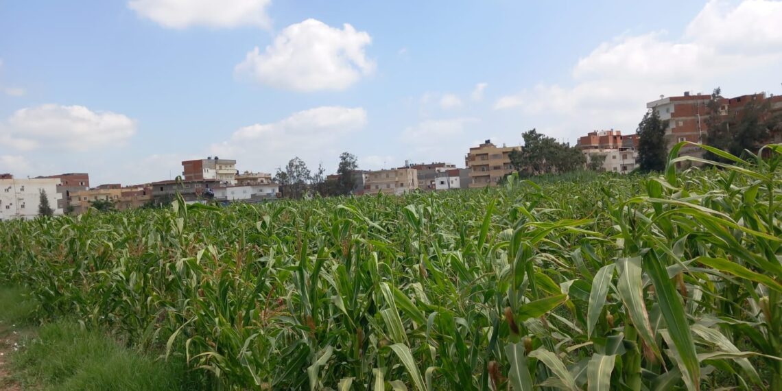 الذرة الشامية