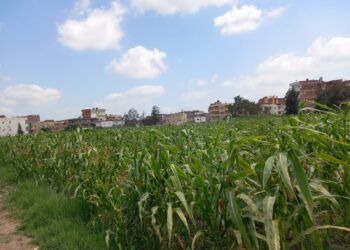 الذرة الشامية