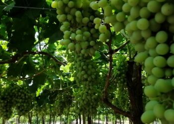 العنب البناتي