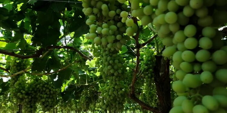 فوائد واشتراطات معاملة العنب البناتي بـ"الجبرلين" وخصوبة العيون وتداعيات رش الأوراق 1 العنب البناتي