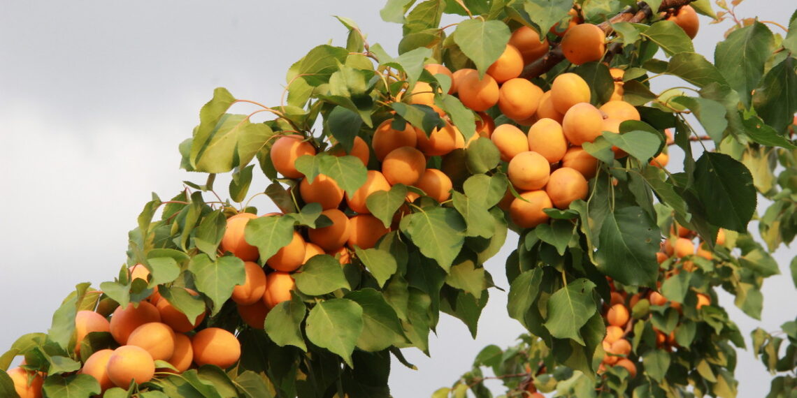أهم التوصيات الفنية لـ محصول المشمش خلال شهر يونيو 1 محصول المشمش