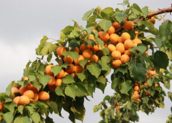 محصول المشمش