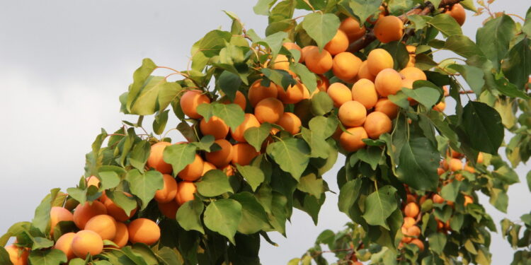 محصول المشمش