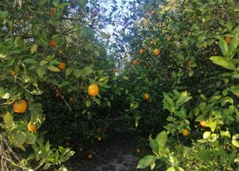 محاصيل الموالح