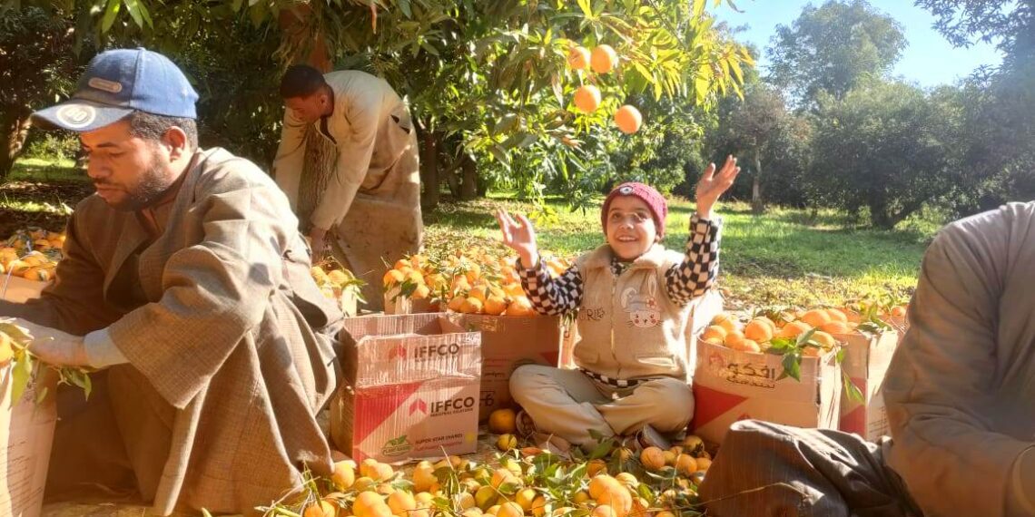 محاصيل الموالح.. مخاطر التقليم الجائر وفوائد الرش بالعناصر الصغرى والكبرى والتسميد الأرضي 1 محاصيل الموالح