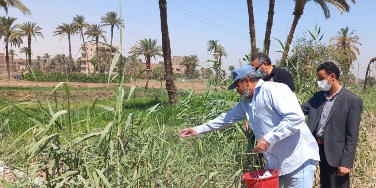 زراعة أسيوط تختتم مكافحة حملة القوارض..وتتابع توريد الاقماح بالشون 1 زراعة أسيوط