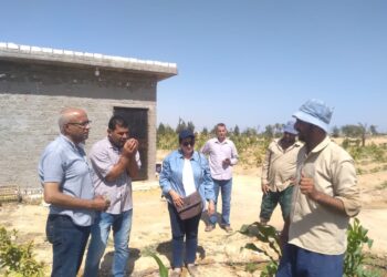 زراعة الإسكندرية