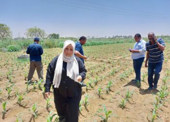 أعمال المرور بزراعة السويس