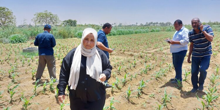 زراعة السويس:لجنة "القناة وسيناء" لمكافحة الآفات تتابع الزراعات بالمديرية 1 أعمال المرور بزراعة السويس