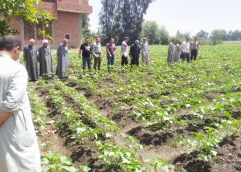 زراعة الشرقية تعقد ندوة عن محصول القطن