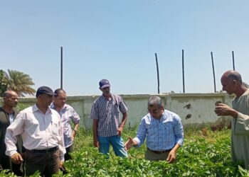 زراعة بني سويف