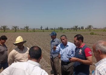 زراعة بورسعيد