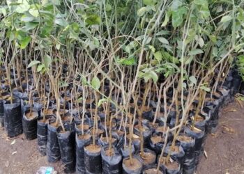 شتلات الموالح