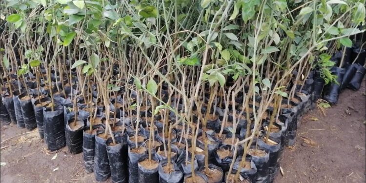 شتلات الموالح