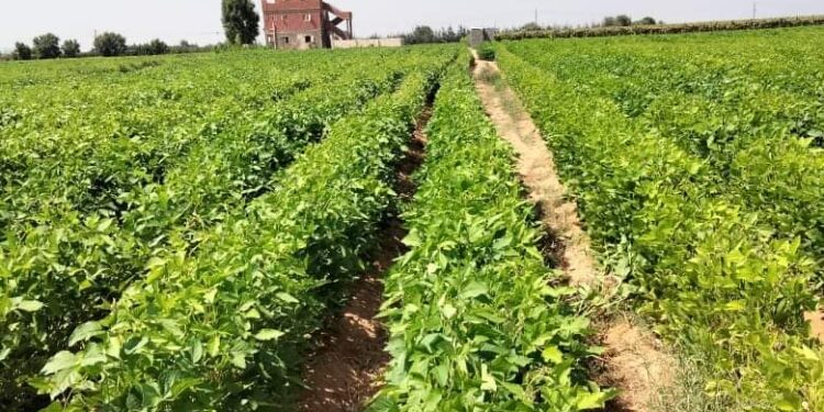 فول الصويا.. التهجين واستنباط الأصناف المناسبة وأبرز التحديات 1 فول الصويا