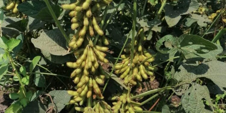 توقيت زراعة فول الصويا ونظام الزراعات التعاقدية 1 فول الصويا