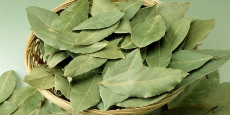 قواعد نجاح زراعة "ورق اللورا" في المنزل وبرنامج التسميد وتركيبة التربة المثالية 1 ورق اللورا