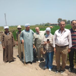 زراعة الشرقية تنظم فريق إرشادي ريفي لمحصولي الأرز و القطن 12 زراعة الشرقية تنظم فريق إرشادي بقرية أنشاص البصل