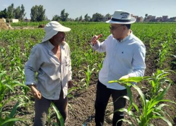 زراعة كفر الشيخ